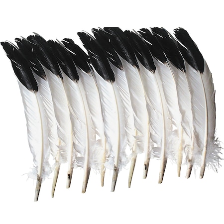 Creativity Street FEATHERS, IMITATION, EAGLE, 12 PK PACAC4512